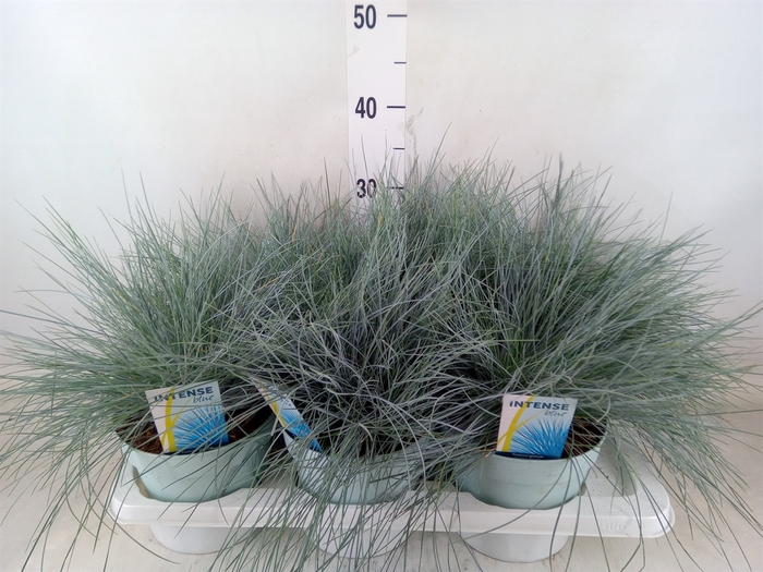 <h4>Festuca glauca 'Intens Blue'</h4>