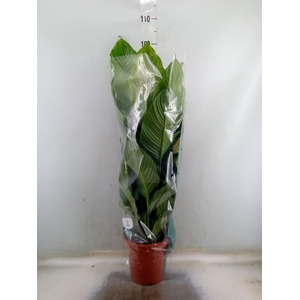 Spathiphyllum  'Sweet Lauretta'