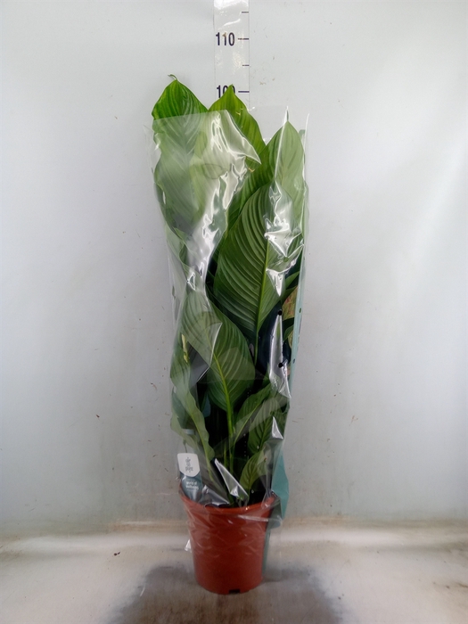 <h4>Spathiphyllum  'Sweet Lauretta'</h4>