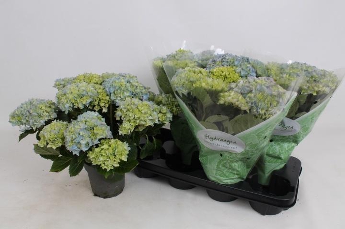 <h4>HYDR M HI RIVER</h4>