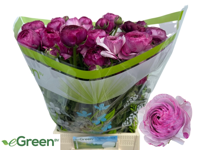 <h4>RAN AM PURPLE JEAN</h4>