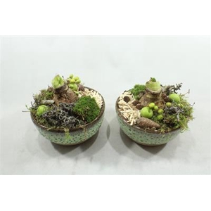 AM118 KER SCHAAL AMAR