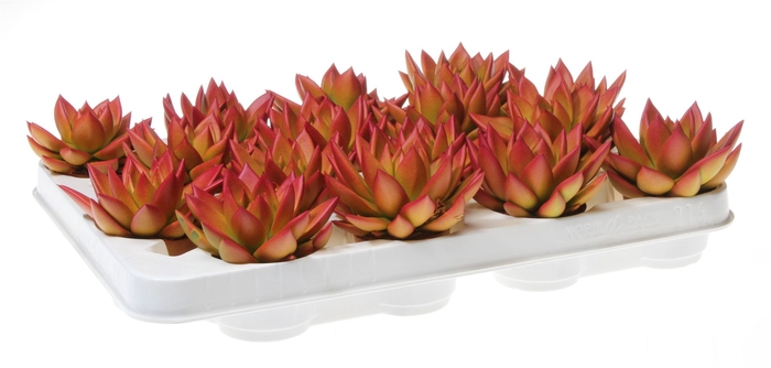 <h4>Echeveria  'Miranda'</h4>