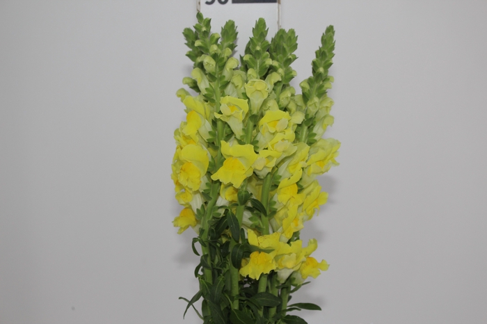 <h4>BOCA DE LEAO AMARELA 070 CM</h4>