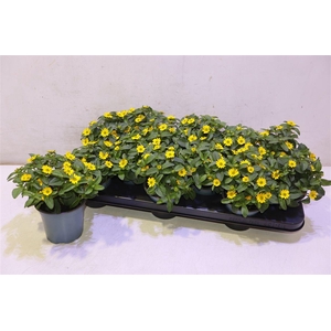 Sanv Procumbens