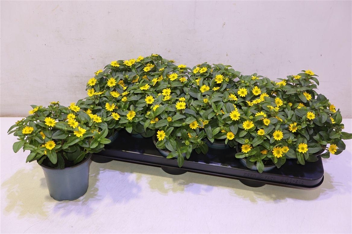 <h4>Sanv Procumbens</h4>
