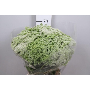 Ammi Visnaga
