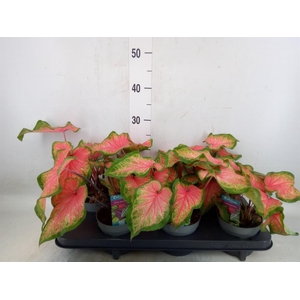 Caladium  'Bicolor Sweetheart'