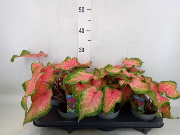 <h4>Caladium  'Bicolor Sweetheart'</h4>