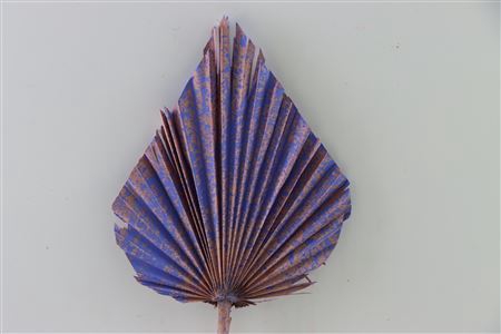 <h4>Dried Artz Palm Spear Xl Da Vinci P Stem</h4>