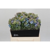 Oxypetalum Tweedia Blue