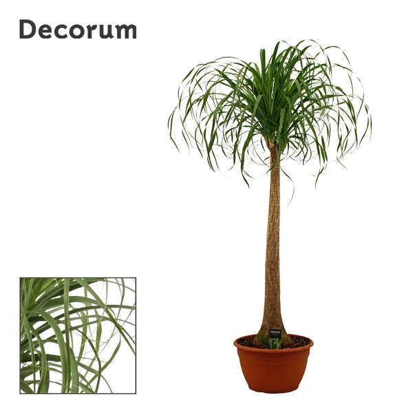 <h4>Beaucarnea recht 30 cm(Decorum)</h4>