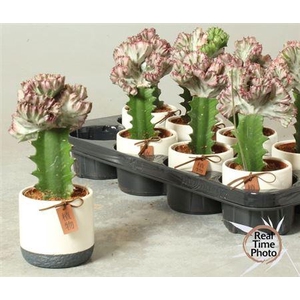 Euphor Lac Cristata Decopotten