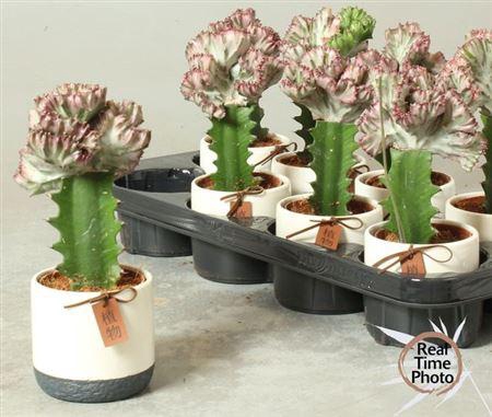 <h4>Euphor Lac Cristata Decopotten</h4>