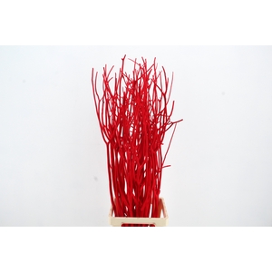 Mitsumata Flock Red Bs(3)