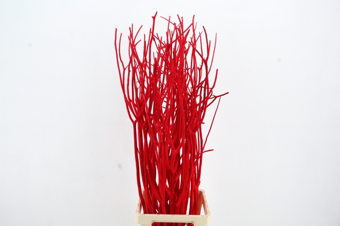 <h4>Mitsumata Flock Red Bs(3)</h4>