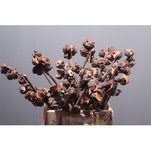 Kaaps Groen Hakea Sericea
