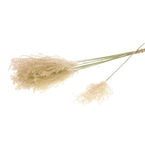 Fluffy reed grass 10pc SB natural