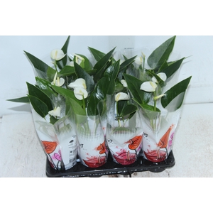 ANTHURIUM BRANCO P06