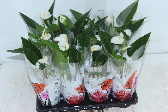 <h4>ANTHURIUM BRANCO P06</h4>