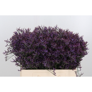 Lim Safora Dark Blue