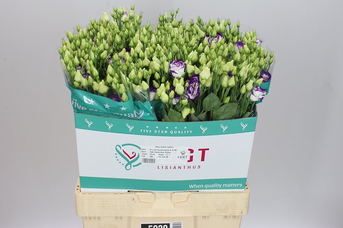 <h4>Eust Du Rosita Blue Picotee</h4>