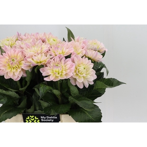 Dahlia Dianas Memory