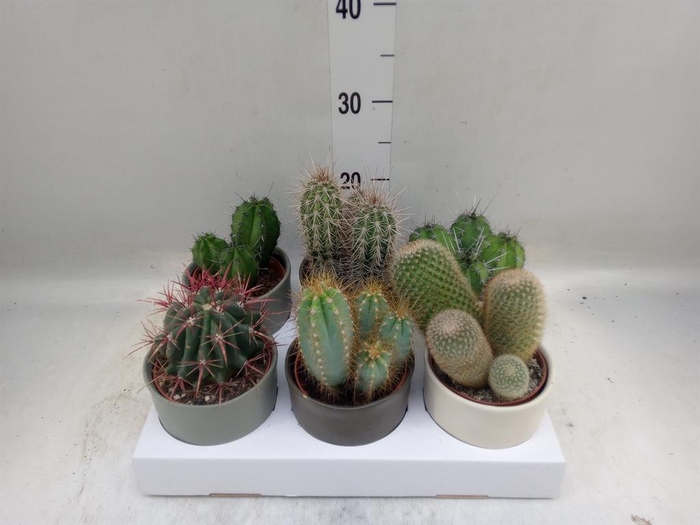 <h4>Cactus   ...</h4>