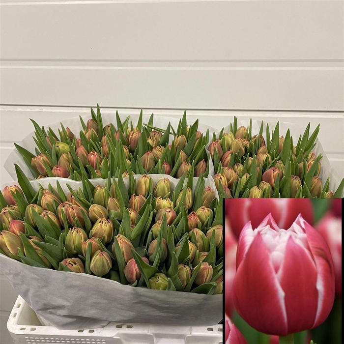 <h4>Tu Du Columbus</h4>