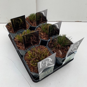 Pennisetum mix in tray