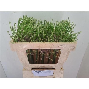 Allium Schubertii