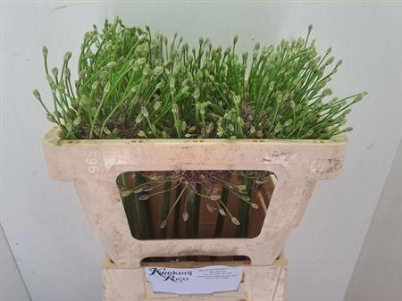 <h4>Allium Schubertii</h4>