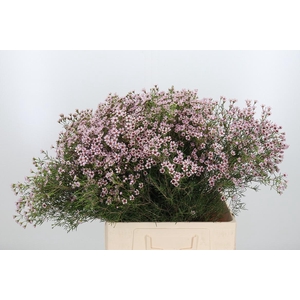 Chame Un Jupiter Sol