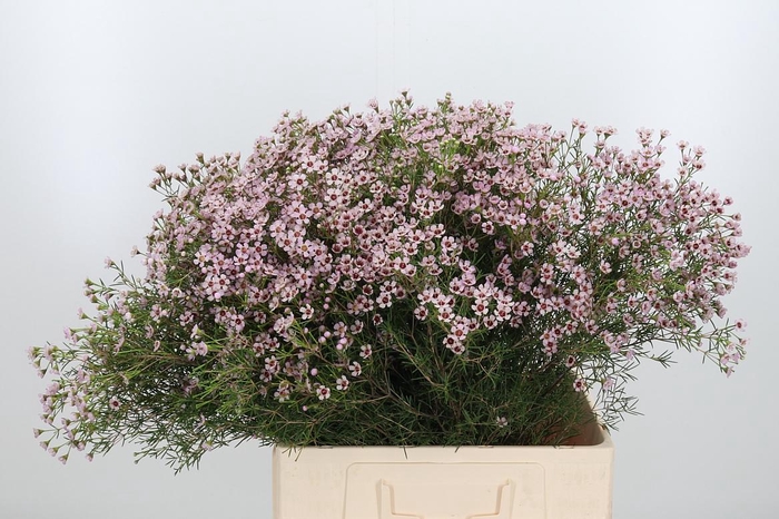 <h4>Chame Un Jupiter Sol</h4>