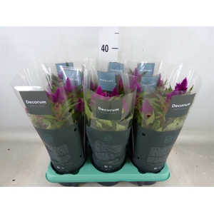 Celosia spic. 'Deep Purple'