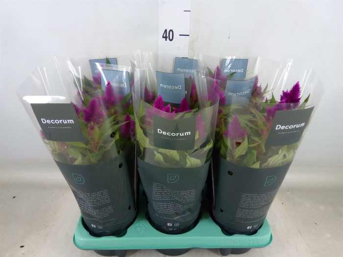 <h4>Celosia spic. 'Deep Purple'</h4>