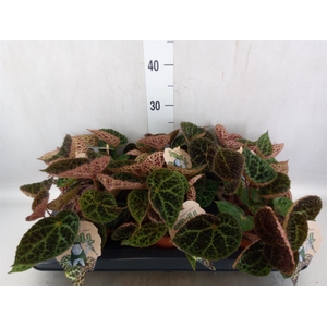 Begonia BD ferox