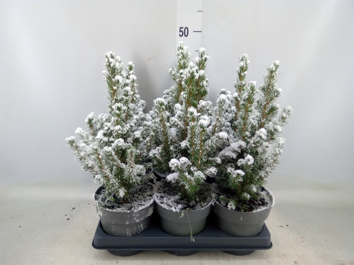 <h4>Picea glauca 'Conica'</h4>