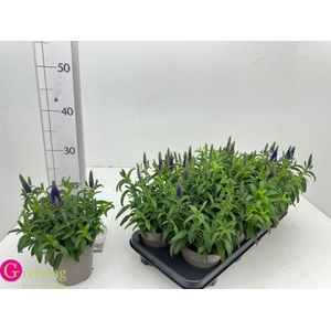 VERO SP ANNIVERS BL