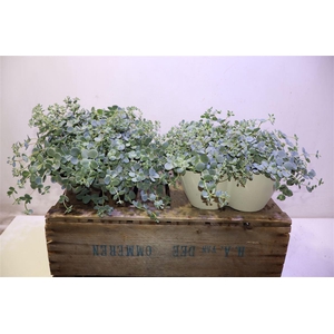 Sedum Sieboldii Triopot Amandel