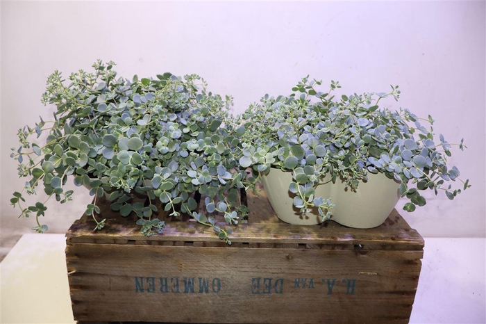<h4>Sedum Sieboldii Triopot Amandel</h4>