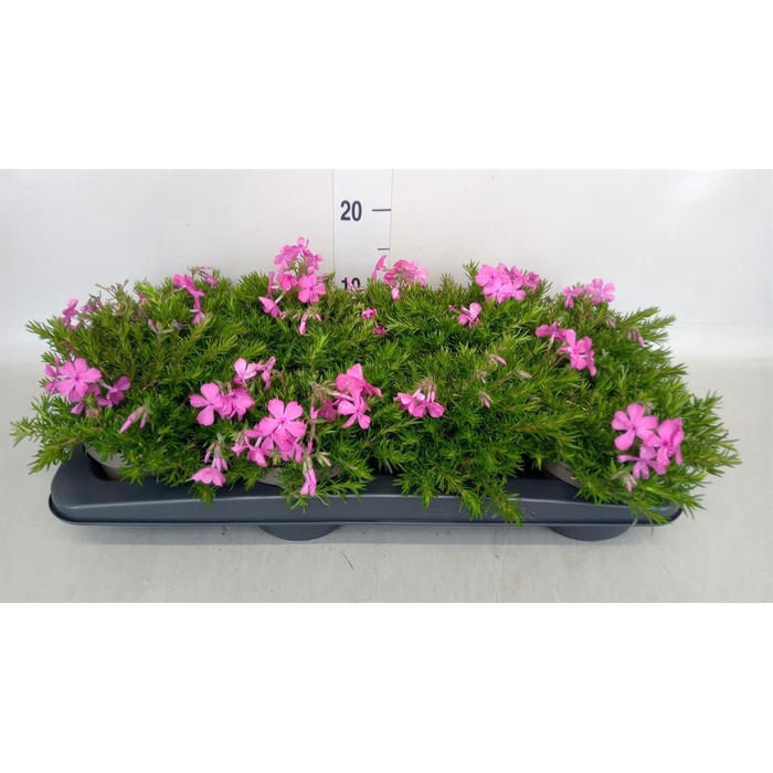 <h4>Phlox sub. 'MacDaniels Cushion'</h4>