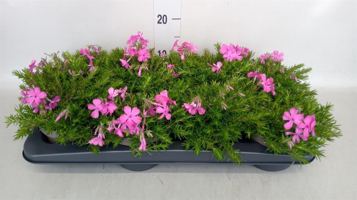 Phlox sub. 'MacDaniels Cushion'