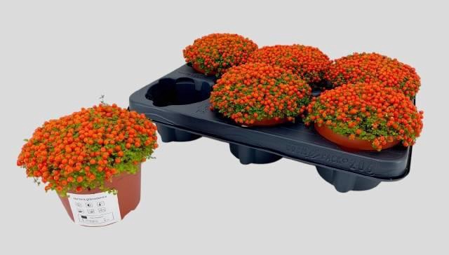 <h4>NERT GR ASTRID</h4>