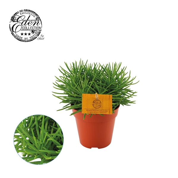 <h4>Senecio archeri 'Himalaya'</h4>