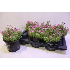 arr8 Saxif Ar Tour Dp Red