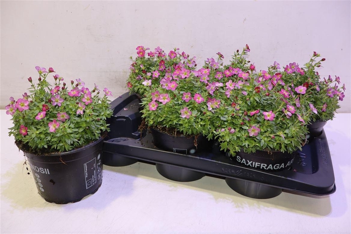 <h4>arr8 Saxif Ar Tour Dp Red</h4>