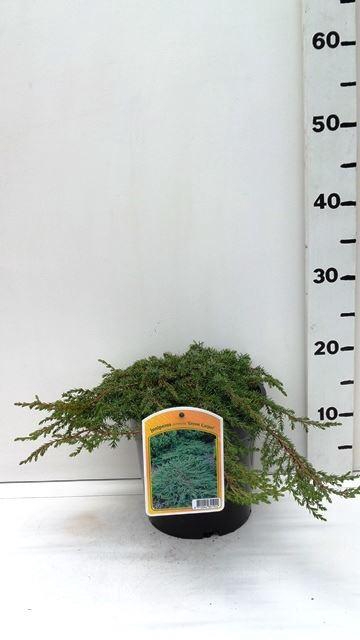 <h4>Juniperus communis Green Carpet</h4>