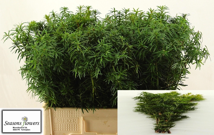 <h4>KERSTGROEN OV BS</h4>