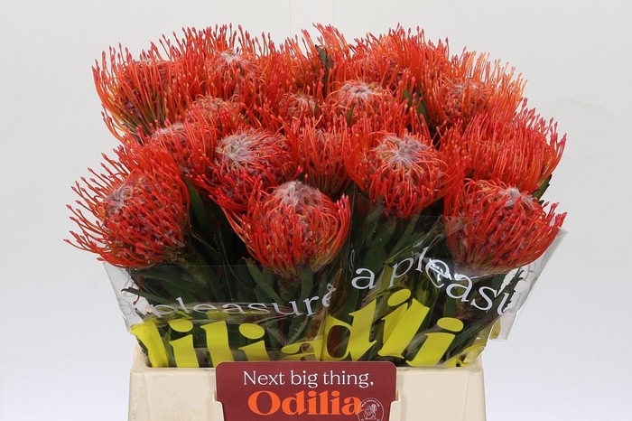 <h4>LEUCO CO TANGO</h4>